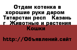 Отдам котенка в хорошие руки даром - Татарстан респ., Казань г. Животные и растения » Кошки   